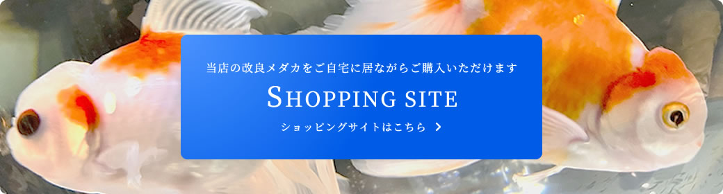 ショッピングサイトはこちら