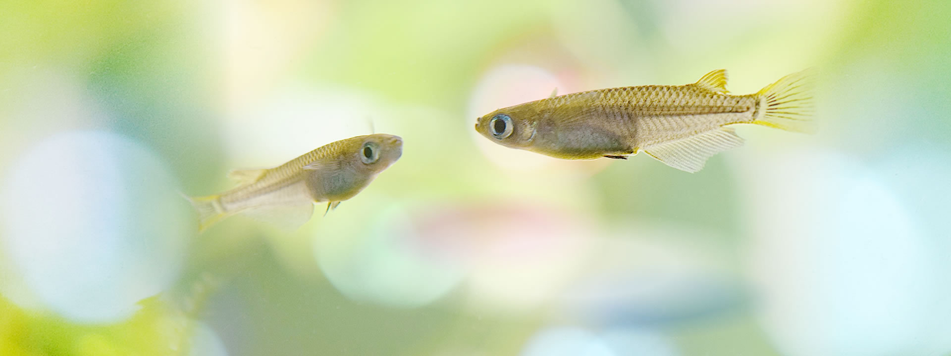 アクアリウムのある生活は私たちに癒しと安らぎを与えてくれる