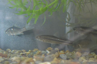 金魚 川魚 平山養魚雑貨店 青森 改良メダカ