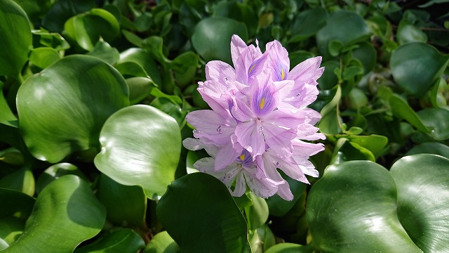 当店の池のホテイ草が花を咲かせました 平山養魚雑貨店 青森 改良メダカ